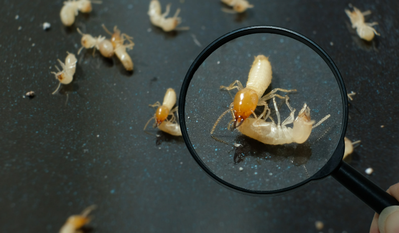 What Is the Best Non-Toxic Way to Control Termites at Your Place?